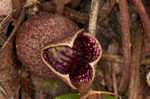 Largeflower heartleaf